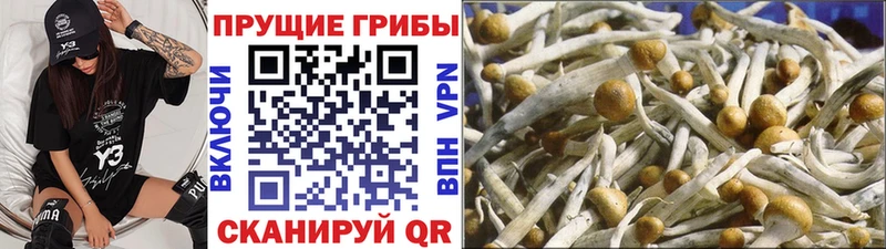 сколько стоит  Кызыл  Псилоцибиновые грибы мухоморы 